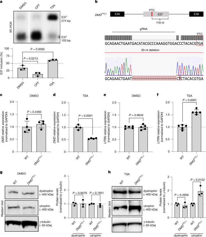 IF50.5|DMD突变mRNA降解触发转录适应上调utrophin(原文图,详见文章页署名)