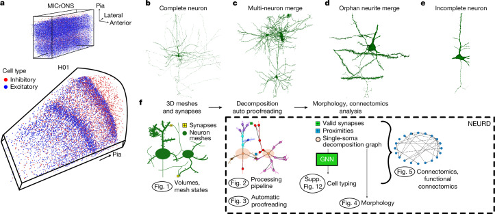 IF50.5|NEURD:连接组学自动校对与特征提取一体化软件(原文图,详见文章页署名)