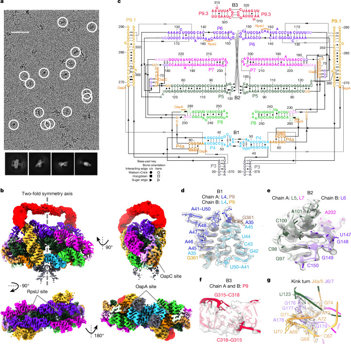 IF50.5|冷冻电镜揭示天然RNA-only巨型复合物结构(原文图,详见文章页署名)