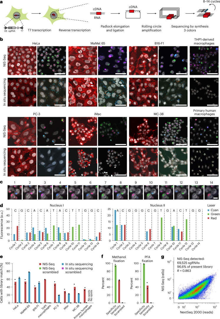 IF46.9|NIS-Seq:核内原位测序实现细胞类型无关的光学扰动筛选(原文图,详见文章页署名)