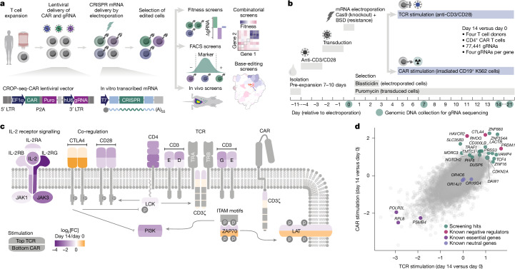 IF50.5|CRISPR 筛选发现 RHOG 敲除增强 CAR T 细胞疗效(原文图,详见文章页署名)