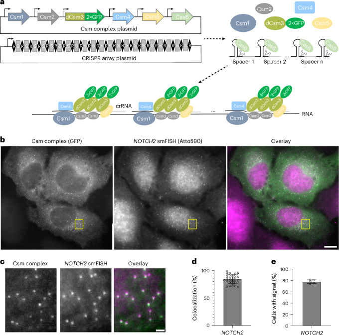 IF46.9|CRISPR–Csm实现单分子活细胞RNA成像(原文图,详见文章页署名)