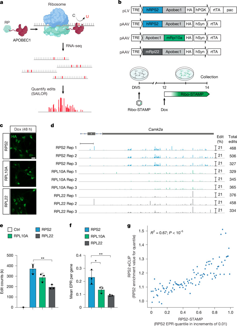 IF50.5|单细胞与异构体分辨率的脑翻译组图谱(原文图,详见文章页署名)