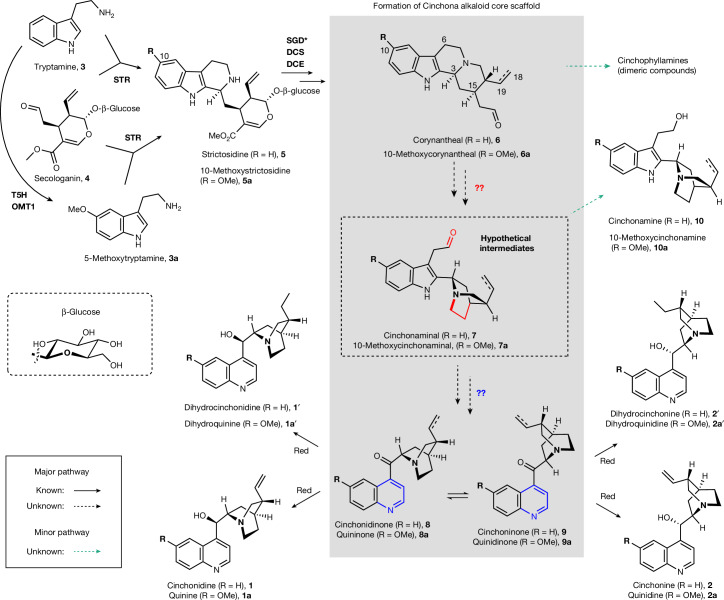 IF50.5|金鸡纳生物碱奎宁类骨架生物合成基因的发现(原文图,详见文章页署名)